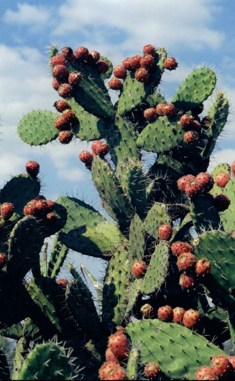 Nopal con tunas Cactus Backgrounds, Aquaponics Greenhouse, Tropical House Plants, Cactus Photography, Cactus Types, Cactus Painting, Mexico Culture, Desert Painting, Wild Plants