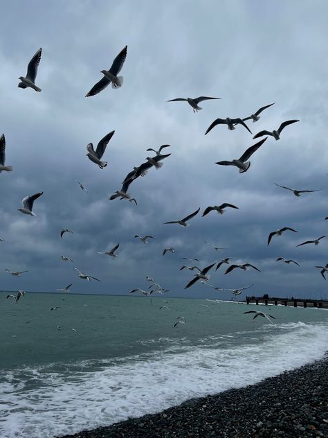 seagulls in the sky Storm At Sea Aesthetic, Storm On The Ocean, Storm Sea Aesthetic, Storm Sky Aesthetic, Kya Clark Where The Crawdads Sing Aesthetic, Flaw Less Aesthetic, Sema Core, Kya Clark Aesthetic, Where The Crawdads Sing Book Aesthetic