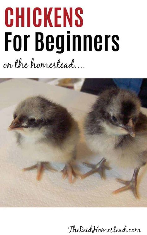 Tips for raising chickens for beginners on the homestead. Thinking about getting chicks this spring? Read this first! #chickens #backyardchickens #raisingchicks #babychicks #thereidhomestead Raising Chickens For Beginners, Getting Chickens, Chickens For Beginners, Bantam Breeds, Raising Meat Chickens, Chicken Tips, Chicken Raising, Chickens In The Winter, Raising Quail