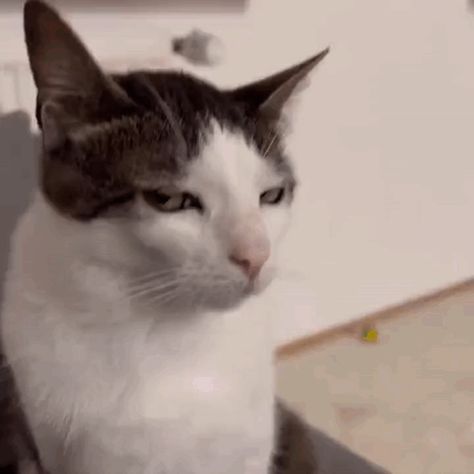 Stare Cat Stare GIF – Stare Cat stare Cat look – discover and share GIFs Funny Cats, Cat Staring, Cat Talk, Cat Gif, Cat Love, Cat Memes, Animated Gif, Cool Gifs, Gif