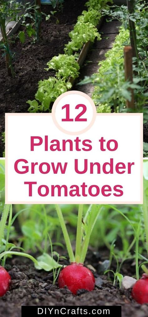 Plants, Tomatoes, Plants To Grow, In The Garden, The Garden, To Grow, Soil, Red