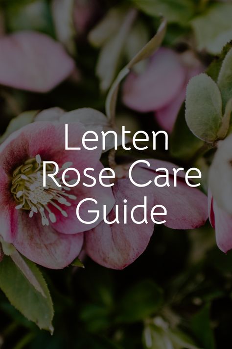 "Spring may be over, but the Lenten Rose blooms on. Discover the beauty and resilience of this timeless flower on our latest blog post at The Homey Space. 🌺 #LentenRose #FlowerPower Lenten Rose Landscape, Lenton Roses, Lenten Roses, Diy Fertilizer, Lenten Rose, Rose Care, Landscape Plants, Balcony Plants, Types Of Roses