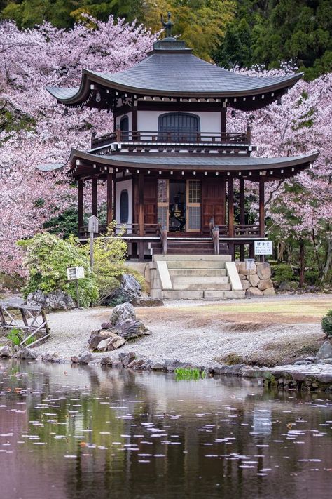 Kyoto Japan Cherry Blossom, Kyoto Temple, Chinese Building, Japanese Buildings, Japan Cherry Blossom, Japanese Garden Landscape, Japanese Village, Japan Temple, Chinese Temple