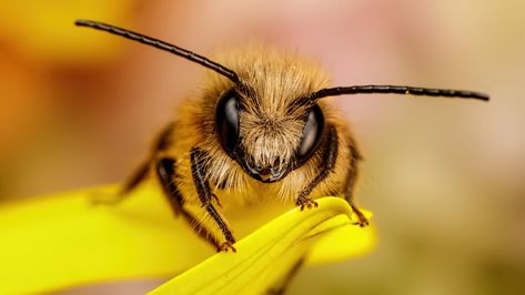 Get buzzy with your phone and join the great bee count | World | The Sunday Times Nature, Cute Bees, Buzzy Bee, Mason Bees, Bee Photo, Bees And Wasps, Beautiful Bugs, Bee Art, Cute Bee