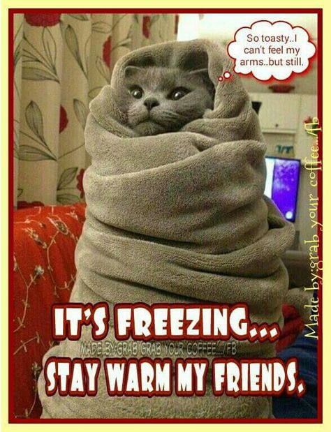 Good morning everyone, stay warm :) Funny Animal Pictures, Funny Animal, Cats Heart, Meme Chat, Kitten Videos, Meme Gato, Photo Chat, Cat Owners, A Blanket