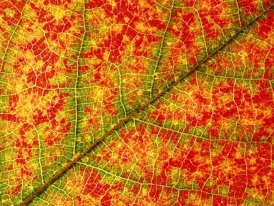 Nature, Patchwork Fields, Why Do Leaves Change Color, Color Science, Geometry In Nature, Nature Science, Beautiful Leaves, Perfect Together, Nature Garden