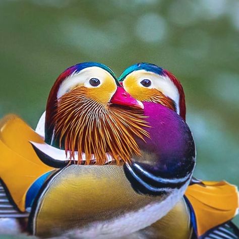 Featuring Standout Bird Pics on Instagram: “Mandarin Duck by @sagar___thapa . . #your_best_birds #bestbirdshots #best_birds_of_world #bird_brilliance #nfnl #elite_worldwide_birds…” Mandarin Duck, Regnul Animal, World Birds, Bird Supplies, All Birds, Bird Pictures, Exotic Birds, Pretty Birds, Bird Photo