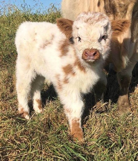 sarah on Twitter: "fluffy… " Pet Cows, Cele Mai Drăguțe Animale, Desen Realist, Psy I Szczenięta, Baby Farm Animals, Fluffy Cows, Animale Rare, Baby Animals Pictures