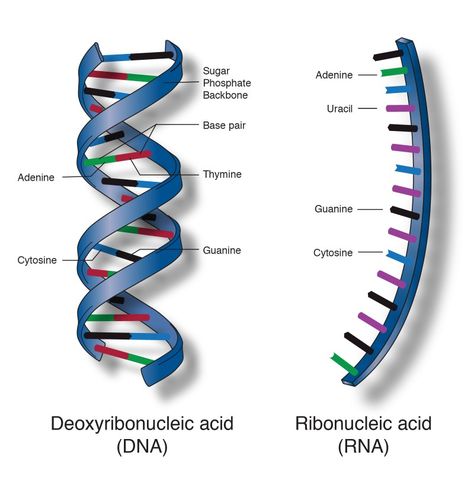 Nucleic acids