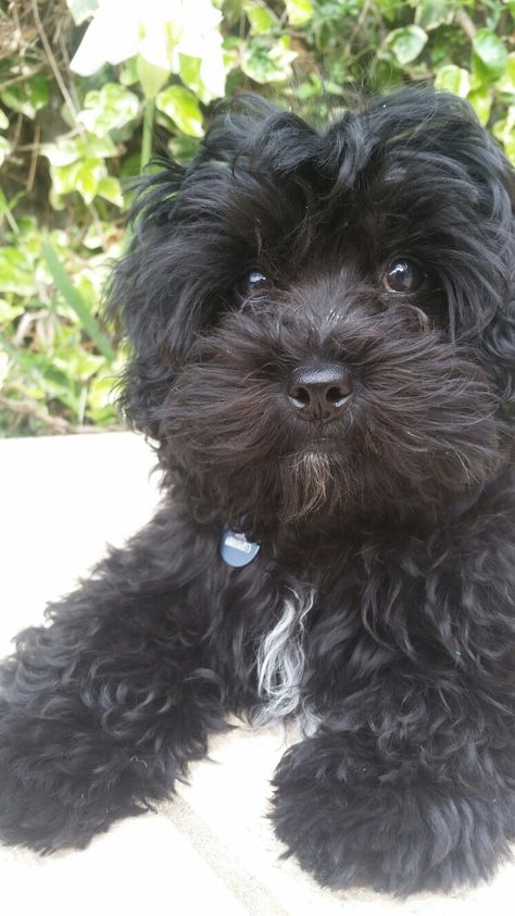 Black maltipoo Maltipoo Full Grown Black, Yorkiepoo Black, Maltipoo Black, Cavapoo Black, Black Yorkie Poo, Cockapoo Black, Black Cavapoo, Black Maltipoo, All Black Dog