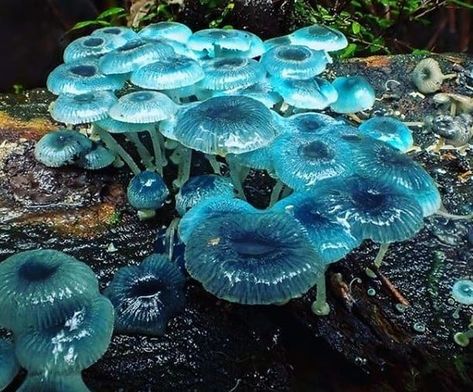 ScienceAlert on Instagram: “Wow! These eerie blue looking mushrooms commonly known as pixie's parasol (Mycena interrupta), were found in Australia's Tarra Bulga…” Cool Looking Mushrooms, Blue Fairytale Mushrooms, Dnd Plants, Mushroom Products, Caduceus Tattoo, Mushroom Blue, Blue Mushrooms, Mushroom Photography, Blue Mushroom