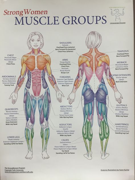 Muscles groups Leg Muscles Anatomy, Human Body Muscles, Body Muscle Anatomy, Muscles Workout, Human Muscle Anatomy, Biceps Brachii, Basic Anatomy And Physiology, Muscle Building Diet, Human Body Art