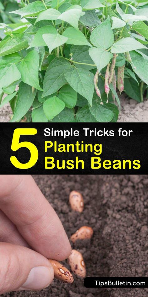 Beans Garden Ideas, Growing Green Beans From Seeds, Planting Beans From Seed, Bush Bean Companion Plants, Blue Lake Bush Beans Growing, Growing Bush Beans In Containers, Planting Beans In Garden, Green Beans Planting Growing, How To Grow Beans In Garden