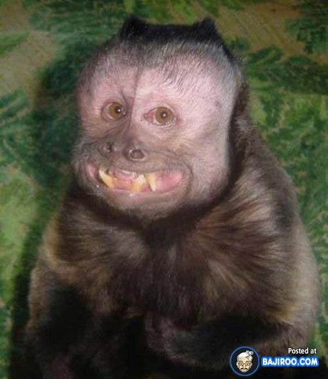 21 Pictures of Ugly Monkeys Ugly Monkey, Funny Name Generator, Sarcasm Meme, Monkey Types, Monkey Pictures, Rapper Quotes, Funny Names, Happy Animals, Primates