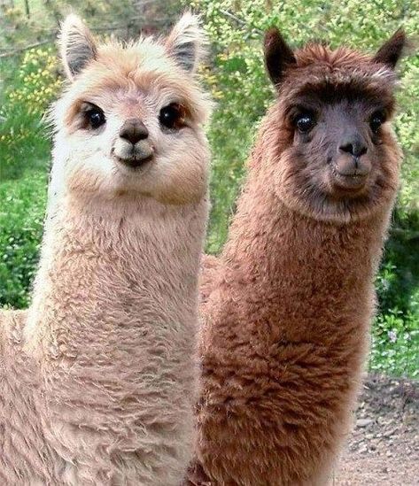 Lama Animal, Wild Animals Photos, Alpaca Farm, Cute Alpaca, Llama Alpaca, Cute Llama, Cute Animal Photos, Sweet Animals, Animal Photo