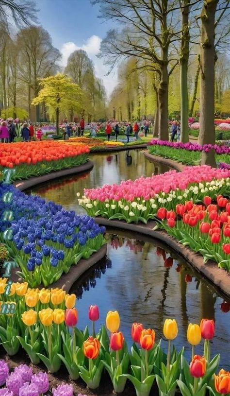 Keukenhof Tulip Garden Pictures | The beauty of tulips 🌹 | Facebook Nature, Bonito, Tulip Garden, Tulips Garden, Good Morning Image Quotes, Garden Pictures, Summer Adventures, Good Morning Images, Dress Design