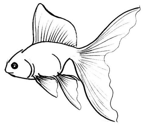 How to draw a Gold Fish Croquis, Fish Drawing Outline, Flowers Aesthetic Drawing, Pretty Flower Drawing, Easy Fish Drawing, Sea Creatures Drawing, Fish Outline, Fish Sketch, Koi Fish Drawing