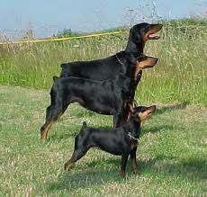 Doberman Pincher, German Pincher and Miniature Pincher, or Min Pin. Nature, Miniature Doberman, Miniature Pinscher Puppy, Doberman Mix, Miniature Pinscher Dog, German Pinscher, Mini Pinscher, Min Pins, Min Pin