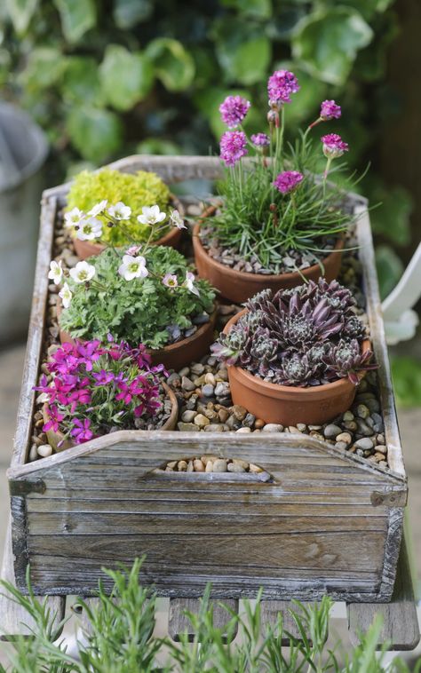 Garden Patio Design, Spring Pots, Garden Ideas Patio, Patio Garden Ideas, Rockery Garden, Alpine Garden, Container Garden Design, Container Gardening Flowers, Ideas Patio