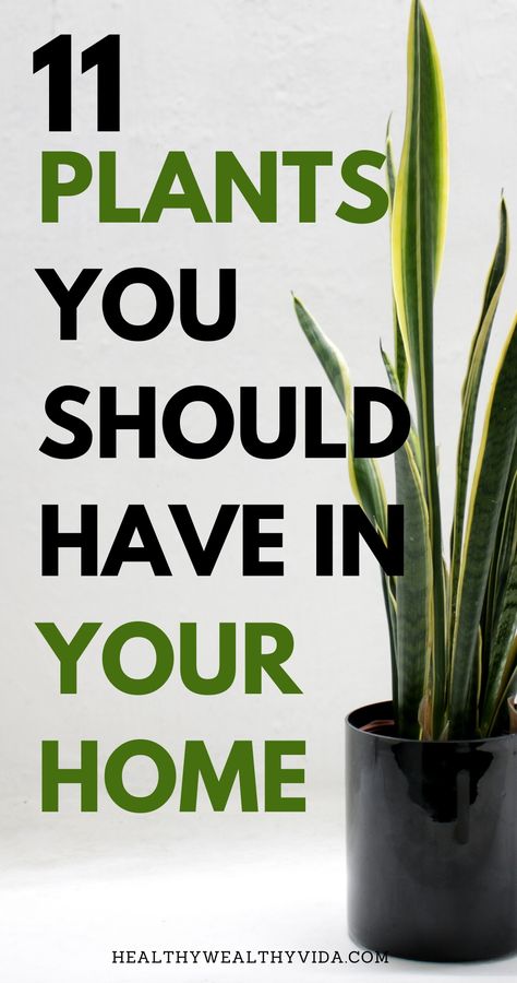 Best Plants For House, Great House Plants, Nature, Best Plant For Living Room, Best Inside Plants, Plants At Home Decor, Best Indoor House Plants, Best Indoor Plants For Health, Best Plants For Inside The House