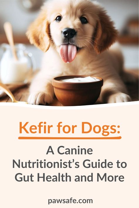 Looking to improve your dog's overall health? Explore the probiotic benefits of kefir, from supporting gut health to managing skin problems and allergies. #kefirfordogs #probioticrichfoodfordogs #doghealthcare Probiotics For Dogs Diy, Kefir For Dogs, Greek Yogurt For Dogs, Benefits Of Kefir, Yogurt For Dogs, Kefir Benefits, Probiotics For Dogs, Common Food Allergies, Probiotic Benefits