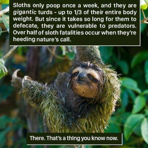 18 Weird Animal Facts You Can Probably Live Without Humour, Rare Animals, Nature, Weird Animal Facts, Fun Facts About Animals, Facts For Kids, Fast Facts, Animal Facts, Weird Animals