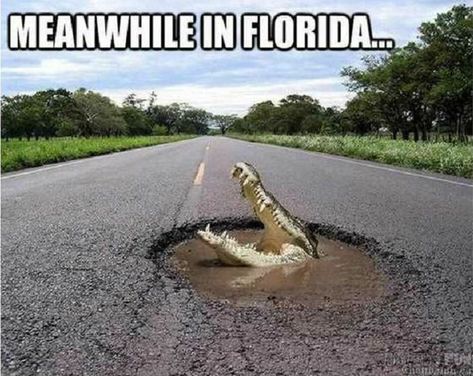 3. If there's a body of water, there's probably an alligator in it. Humour, Florida Jokes, Florida Meme, Florida Humor, Florida Funny, Biology Humor, America Memes, Florida Weather, Florida Man