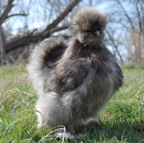 Backyard Chicken Run, Fluffy Chickens, Chicken Backyard, Silkie Bantam, Bantam Chicken Breeds, Fluffy Chicken, Bantam Chickens, Fancy Chickens, Chicken Farming