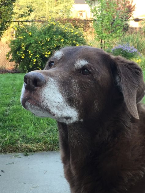 Old dogs are the best Old Dogs Aesthetic, Old Dog Aesthetic, Borador Dogs, Lesbian Apartment, Val Core, Dogs Are The Best, Cowgirl Life, Dog Aesthetic, Old Dog