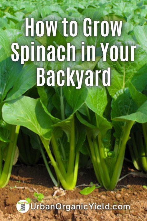 How To Plant Spinach In A Pot, How To Plant Spinach Seeds, Growing Spinach From Seed, When To Plant Lettuce, Spinach Garden, Spinach Growing, Planting Spinach, How To Grow Spinach, Grow Spinach