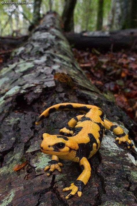 Italian Fire Salamander (Salamandra s. gigliolii) Reptiles And Amphibians, Zoology, Amphibians, Pitbull, Fire Salamander, Reptiles Pet, Crocodiles, Animals Of The World, Gecko