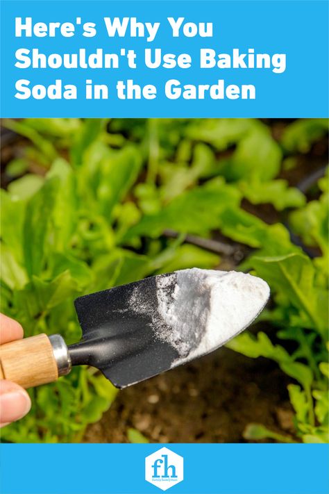 Baking Soda In Gardening, Baking Soda And Plants, Baking Soda Uses In The Garden, Baking Soda For Weeds, Baking Soda To Kill Weeds, Baking Soda For Hydrangeas, Baking Soda For Plants, What Is Baking Soda, Baking Soda In The Garden