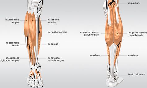 HOW TO GET BIGGER CALVES - GUIDE TO BIG CALF MUSCLES Calf Exercises At Home, Calf Anatomy, Calf Muscle Workout, Bigger Calves, Body Muscle Anatomy, Super Tips, Calf Exercises, Big Calves, Bodybuilding Program