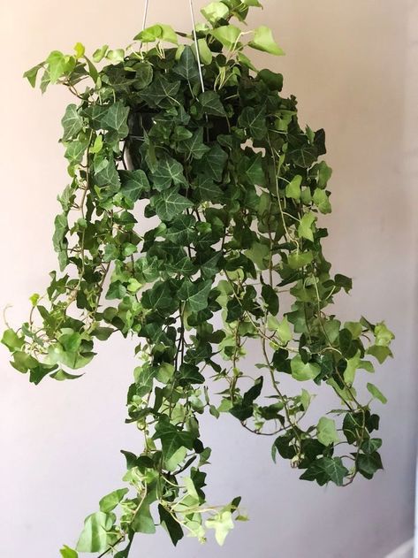 English Ivy plant with long vines of green, leathery, lobed leaves English Ivy Plant, Ivy Plant, Air Cleaning Plants, Air Purifying House Plants, Live House Plants, Hedera Helix, Live House, Household Plants, English Ivy