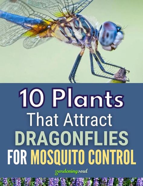 10 Plants That Attract Dragonflies for Mosquito Control Nature, Attract Dragonflies, Mosquito Plants, Swamp Milkweed, Nature Words, Mosquito Control, Floating Plants, Mosquito Repelling Plants, Air Purifying Plants