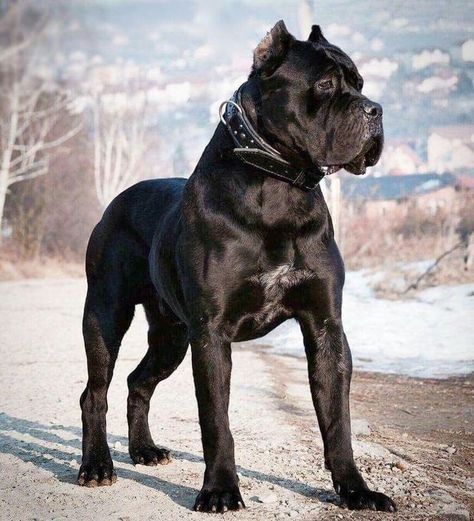 King Corso Dog, Chien Cane Corso, Black Cane Corso, Cane Corso Dog Breed, Cane Corso Puppies, Big Dog Breeds, Cane Corso Dog, Corso Dog, Scary Dogs
