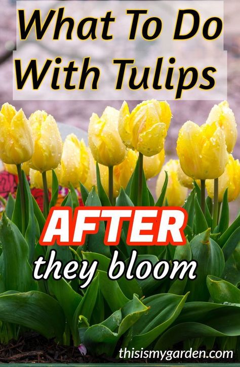 What To Do With Tulips AFTER They Bloom to keep them healthy for next year. #deadhead #tulips #cutback #foliage #fertilize #landscape #bulbs #mulch #thisismygarden Tulips After They Bloom, Tulip Care, Planting Tulip Bulbs, Spring Bulbs Garden, Growing Tulips, Planting Tulips, Fall Bulbs, Container Gardening Flowers, Tulip Bulbs
