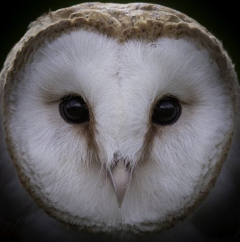 Owly ~ photographer Richard Knight  #photographer Owl Face, Nocturnal Birds, Owl Photography, Owls Drawing, Owl Pictures, Beautiful Owl, Art Manga, Owl Tattoo, Owl Bird