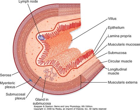 digestive tract wall Medical Illustrations, Anaerobic Respiration, Surgical Technologist, Small Intestine, Digestive Tract, Science Illustration, Medical Studies, Lymph Nodes, Medical Illustration