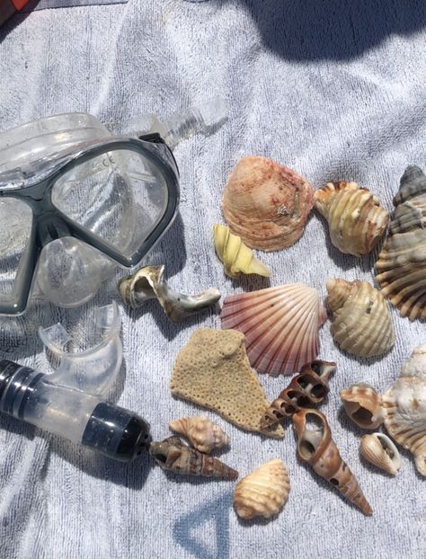 Shell Hunting Aesthetic, Wildlife Biology, Shell Artwork, Mermaid Core, Shells Beach, Summer Aesthetics, My Future Job, Beachy Aesthetic, Ocean Pictures