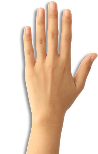 Picture Of Hands Image, Hand Reference Flat, Hand Flat On Surface, Blank Hand Template, Flat Hand Reference, Back Of Hand Reference, Hand Front View, Pic Of Hand, Hand From Above