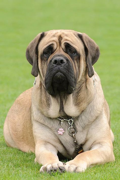 Mastiff Dogs English, Mastiffs Dogs, English Bullmastiff, Old English Mastiffs, Bull Mastiff Dogs, Bull Mastiff Puppies, English Mastiff Dog, Mastiff Dog Breeds, English Mastiff Puppies