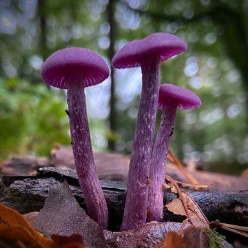 Stuffed Mushrooms, Stevie Nicks, Nature, Amethyst Deceiver Mushroom, Amethyst Deceiver, Mushroom Pictures, Mushroom Drawing, Mazzy Star, Match 3