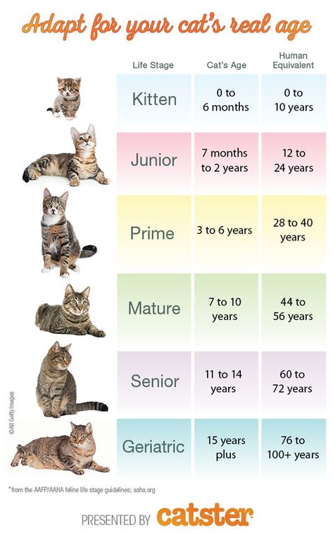 How to Calculate Your Cat's Age Kitten Room Ideas, Cat Age Chart, Cat Years, Cat Ages, Cat Language, Cat Care Tips, Kitten Care, Cat Parenting, Cat Behavior