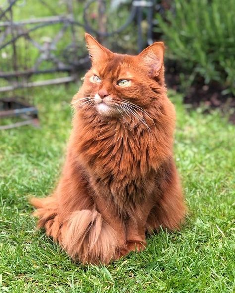 All information about Somali Cat: All Details Somali Red Cat, Somali Cat Red, Somali Cats, Cat Information, Somali Cat, Red Cats, Rare Cats, Cat Reference, Silly Cats Pictures