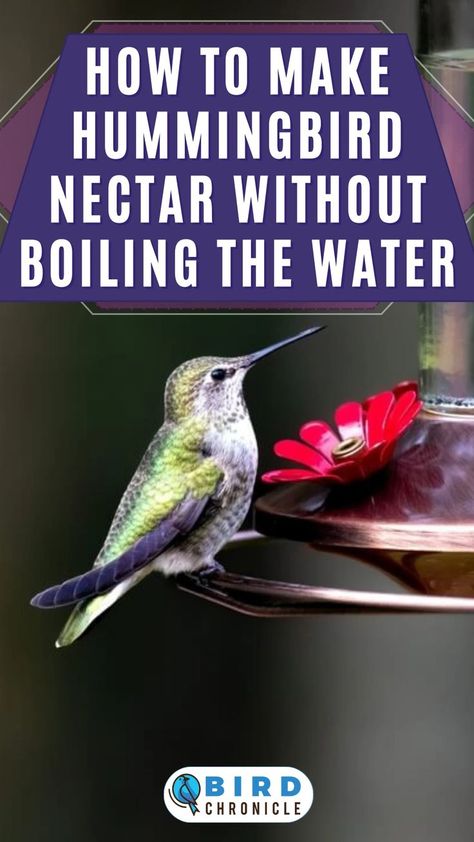 Did you know that you can make your own hummingbird nectar at home? One way to making it is to not boil the homemade sugar water for your beloved hummingbirds. Find out how in our linked guide. Hummingbird Food Recipe, Sugar Water For Hummingbirds, Homemade Hummingbird Nectar, Homemade Hummingbird Food, Antelope Hunting, Hummingbird Water, Hummingbird Nectar Recipe, Hummingbird Food, African Antelope