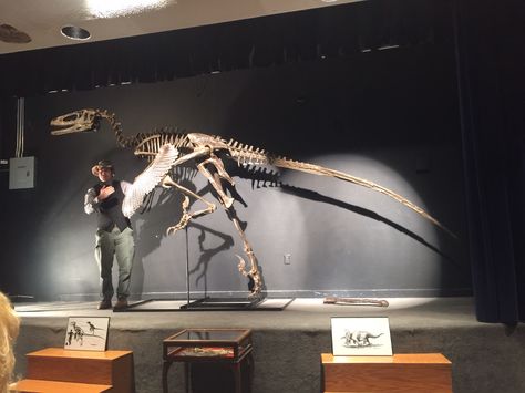 Dakotaraptor- largest raptor to be discovered (2015) Utah Raptor, Dinosaur Skeletons, Dinosaur Age, Real Dinosaur, Dino Print, Prehistoric Dinosaurs, Dnd Races, Rocks And Fossils, Prehistoric World