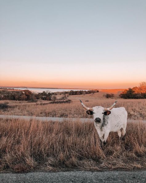 Western Aesthetic Wallpaper, Western Wallpaper Iphone, Pet Cows, Cow Photography, Cow Wallpaper, Country Backgrounds, Western Photo, Western Photography