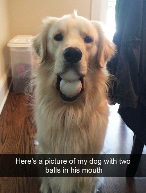 25 of the Best Good Doggo Snaps We Could Find - I Can Has Cheezburger? Funny Animal Pictures, Funny Dog Pictures, Funny Baby Pictures, Humour, Funny Animal, Super Funny Pictures, Pet Dogs Puppies, Baby Animals Funny, Funny Animal Memes