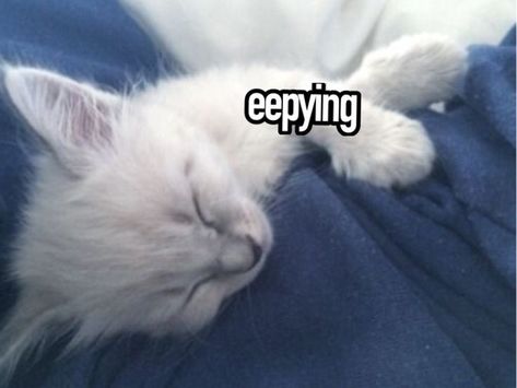 Eepy Reaction Pics, Eepy Reaction, Cat Eepy, Eepy Cat, Silly Cats Pictures, Silly Images, Sleepy Cat, Silly Animals, Silly Pictures